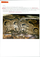 TIESE FRARIUM ANGEN YOUNG AFRICAN ROCK PYTHONS HATCH TUESDAY - Vintage Photograph