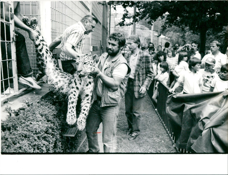 1988 STUNNING OPERATION HOOF CARE ANDAR NIGHT LEOPARD CAT SUSI LEIPZIG HAS - Vintage Photograph