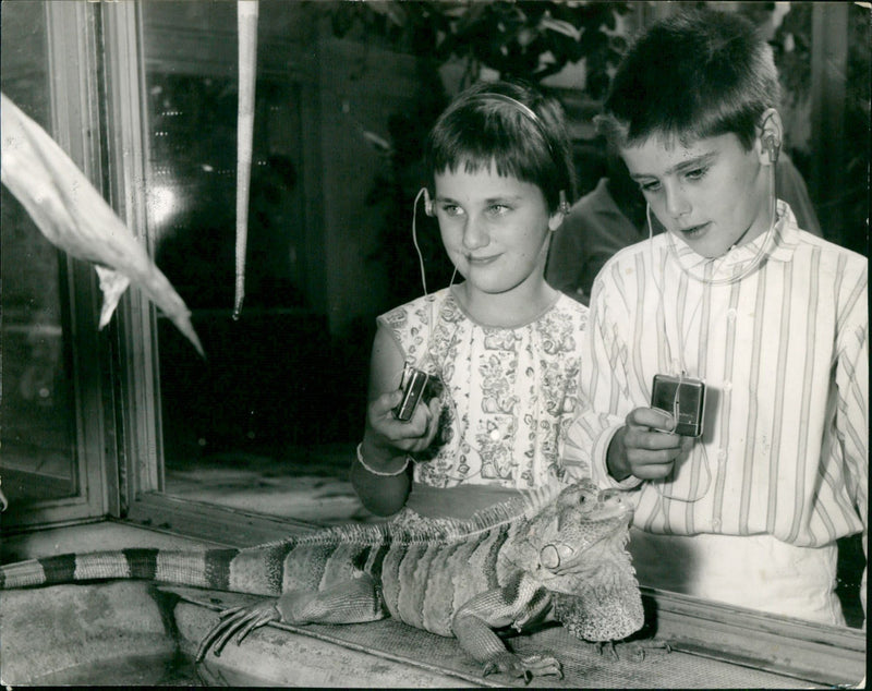 EXOTARIUM LIZARDS GECHOS AGAMEN ZOO ANIMALS IGUANA SKINKE BASILISCHEN UNITED - Vintage Photograph