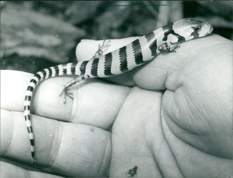 1987 ANIMALS EXOTARIUM LIZARDS IGUANA SKINKE BASIL GECHOS AGAMENUS - Vintage Photograph