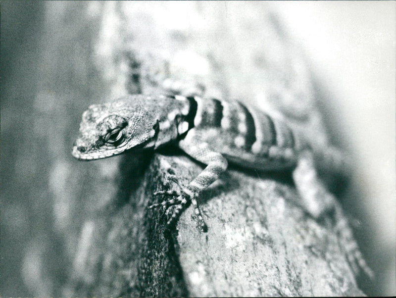 1991 ANIMALS EXOTARIUM LIZARDS IGUANA SKINKE BASIL GECHOS - Vintage Photograph