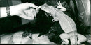 ESKINKE BASIL GECHOS AGAMEN ZOO ANIMALS EXOTASIUM LIZARDS IGUANA ESKI - Vintage Photograph