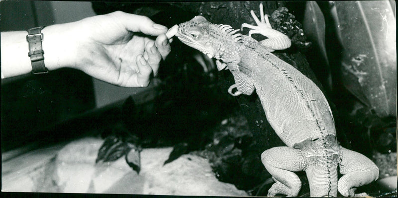 ESKINKE BASIL GECHOS AGAMEN ZOO ANIMALS EXOTASIUM LIZARDS IGUANA ESKI - Vintage Photograph