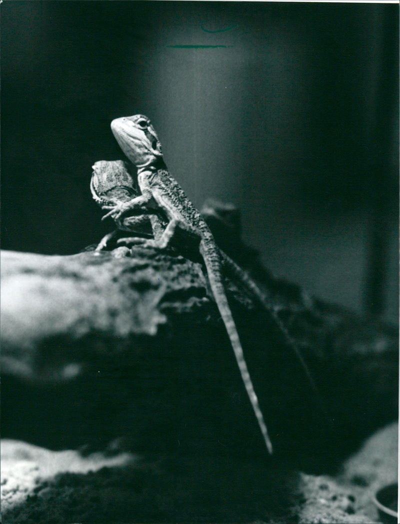 1996 ANIMALS EXOTASIUM LIZARDS IGUANA ESKINKE BASIL GECHOS AGAMEN MICK - Vintage Photograph