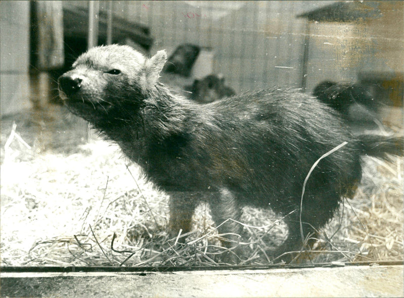 1977 PORTFOLIO TIEDE FOREST WILD DOGS FFECI ZOO FOREST DOGS SOBEI - Vintage Photograph