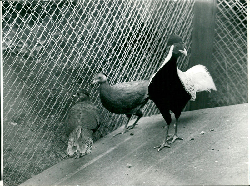 ANIMALS BIRD DIFFERENT FAVKFURT MAIN AMTERGARTEN BANK - Vintage Photograph