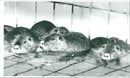 ANIMALS NUTRIAS PETER MULLER OWNER - Vintage Photograph