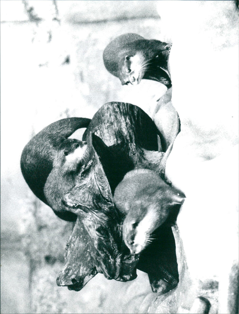YOUNG OTTER EING - Vintage Photograph