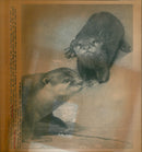 1997 YOUNG OTTER EING FRANKFURT EUGELY LOOKS - Vintage Photograph