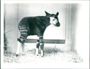 ZOO ANIMALS OKAPIS AND OKAPI ARE OWNED SPECIES - Vintage Photograph