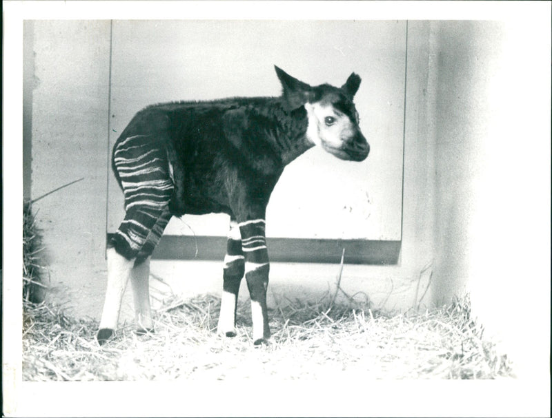 ZOO ANIMALS OKAPIS AND OKAPI ARE OWNED SPECIES - Vintage Photograph