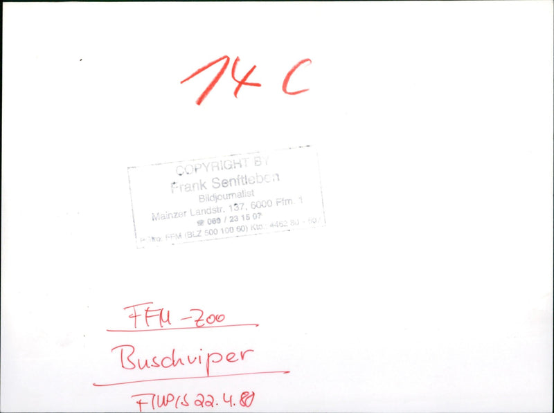 Snake - Vintage Photograph