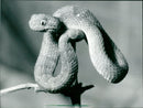 Snake - Vintage Photograph
