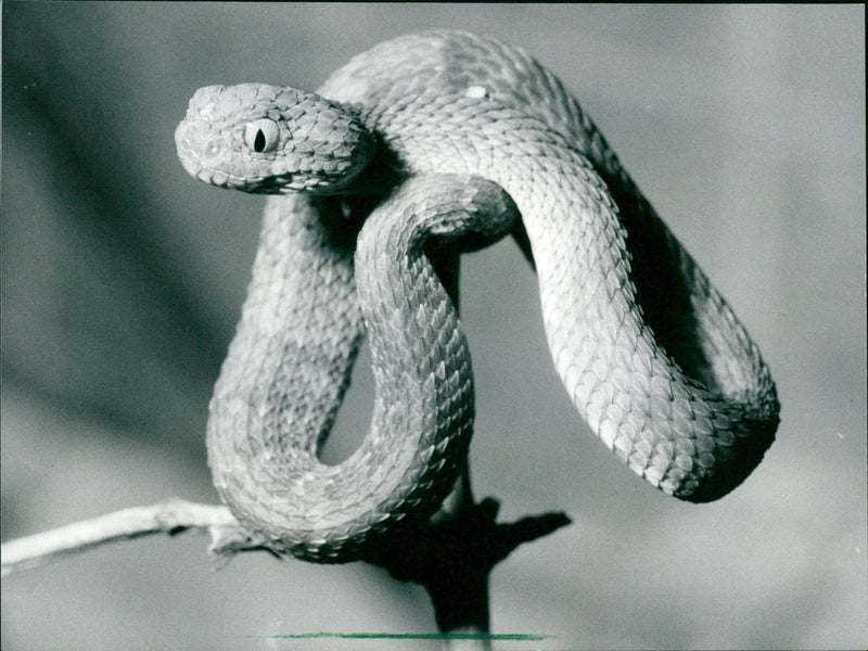 Snake - Vintage Photograph
