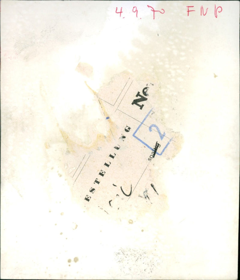 Snakes in the Exotarium, Frankfurt Zoo - Vintage Photograph