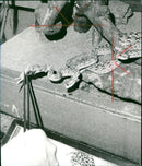 Snakes in the Exotarium, Frankfurt Zoo - Vintage Photograph