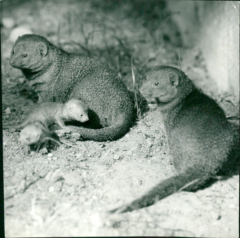 ANIMALS NEOSCH MALEO ZOODIES PERON PACHIM BAELNUS WARF MANGUSTS FILM - Vintage Photograph