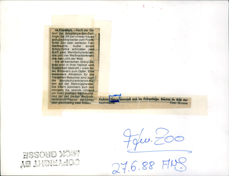 Zebra - zoo animals - Vintage Photograph