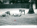 Zebra - zoo animals - Vintage Photograph