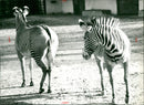 Frankfurt Zoo - Vintage Photograph