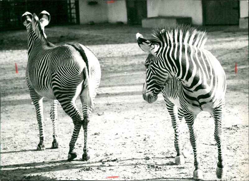 Frankfurt Zoo - Vintage Photograph