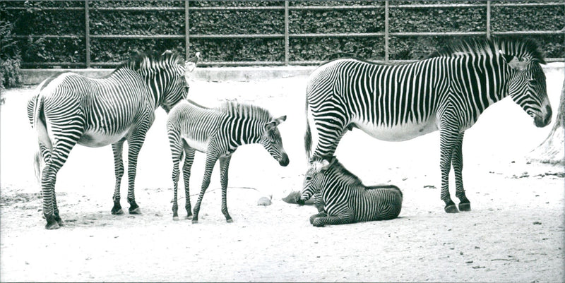 Zebra - zoo animals - Vintage Photograph