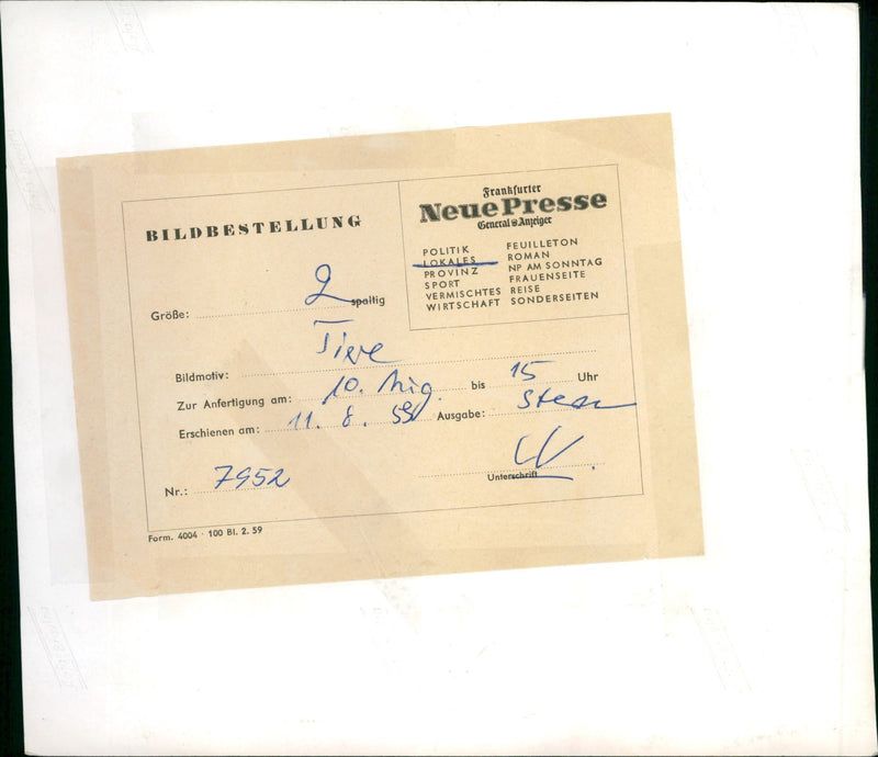 Zebra - zoo animals - Vintage Photograph