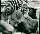 Zebra - zoo animals - Vintage Photograph