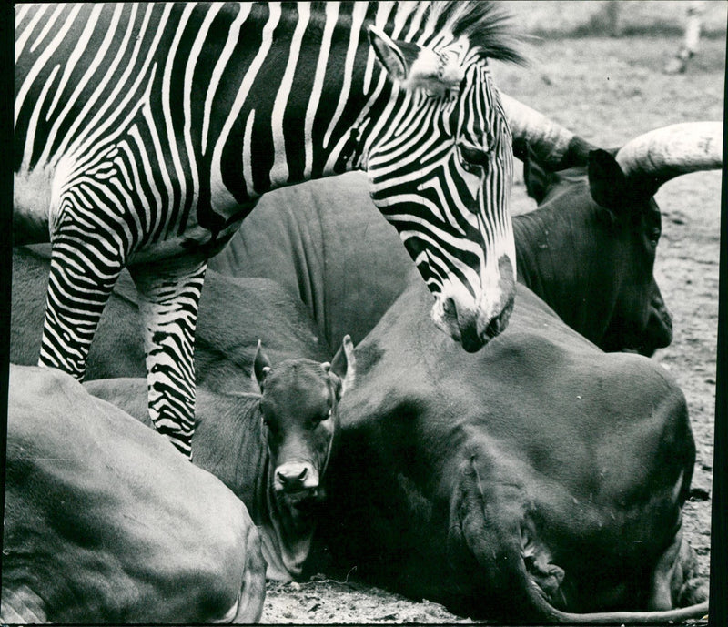 Zebra - zoo animals - Vintage Photograph
