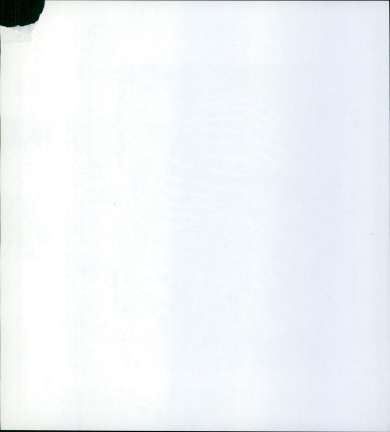 Zebras from the Frankfurt Zoo - Vintage Photograph