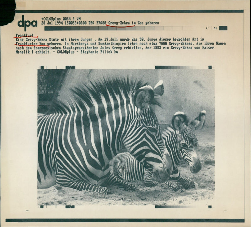 Zebras from the Frankfurt Zoo - Vintage Photograph