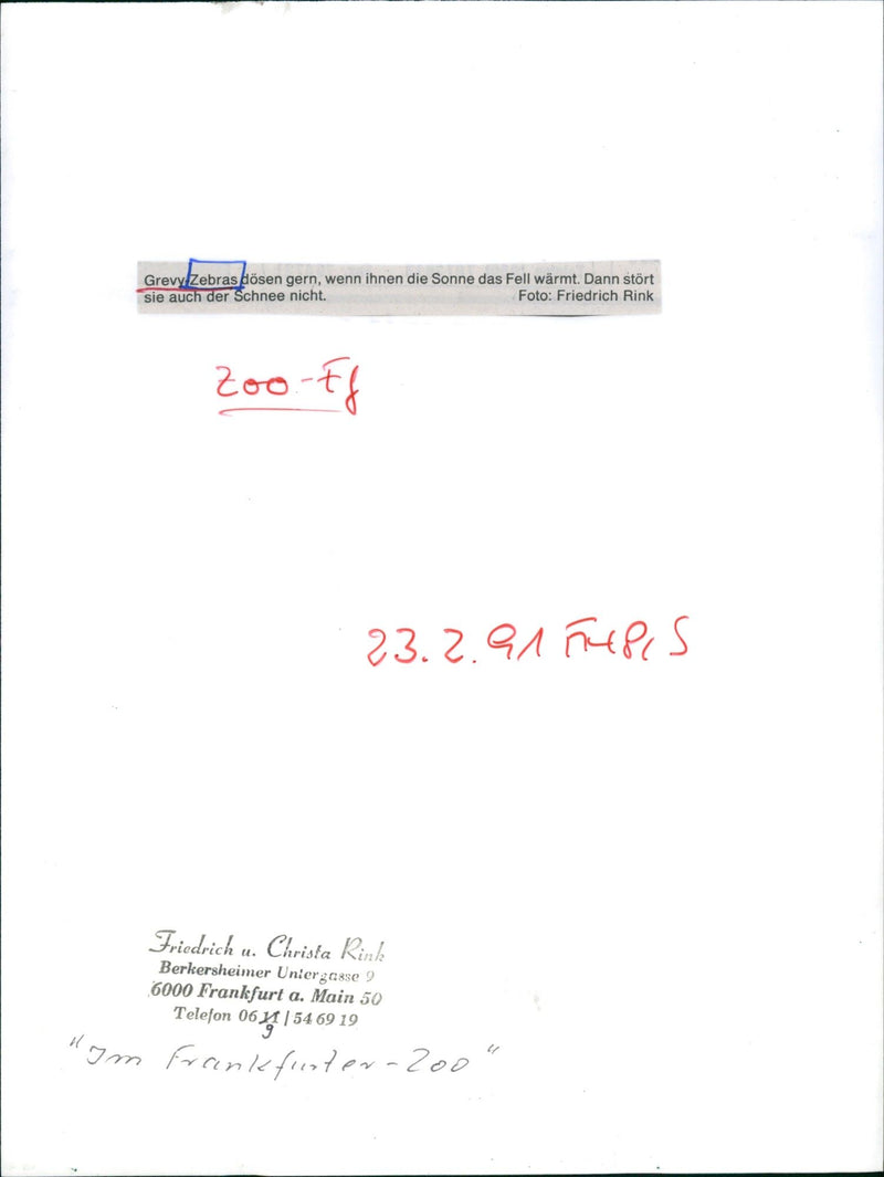 Zebras from the Frankfurt Zoo - Vintage Photograph