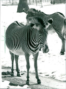Zebras from the Frankfurt Zoo - Vintage Photograph