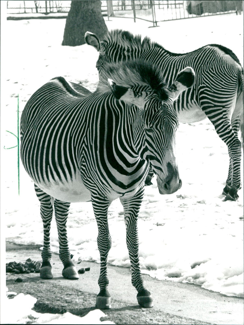 Zebras from the Frankfurt Zoo - Vintage Photograph