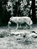 Zoo animals: wolf - Vintage Photograph