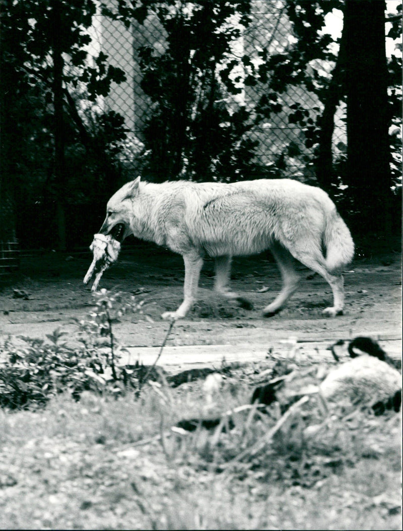 Zoo animals: wolf - Vintage Photograph