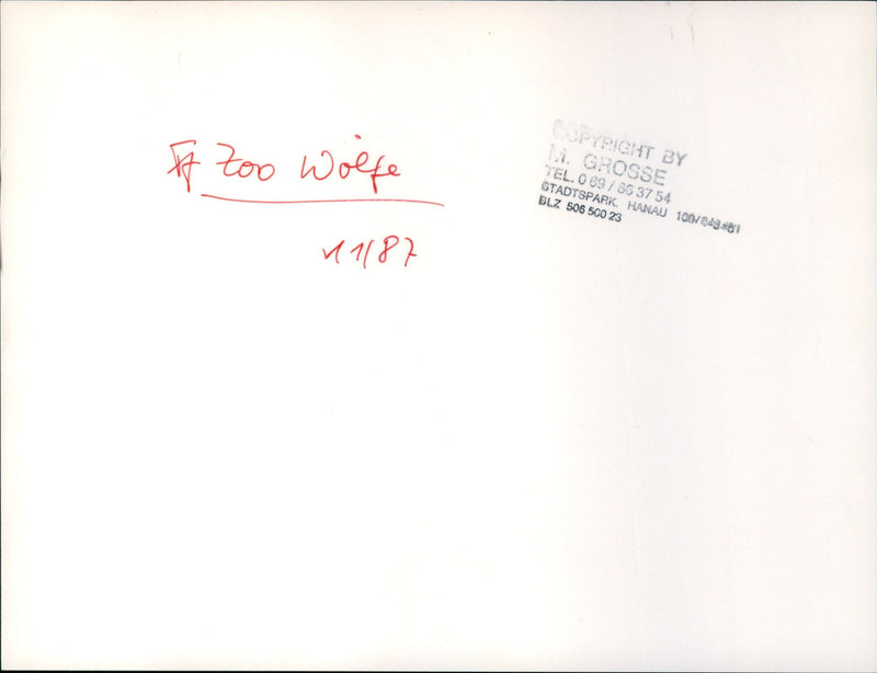 Zoo animals: wolves - Vintage Photograph