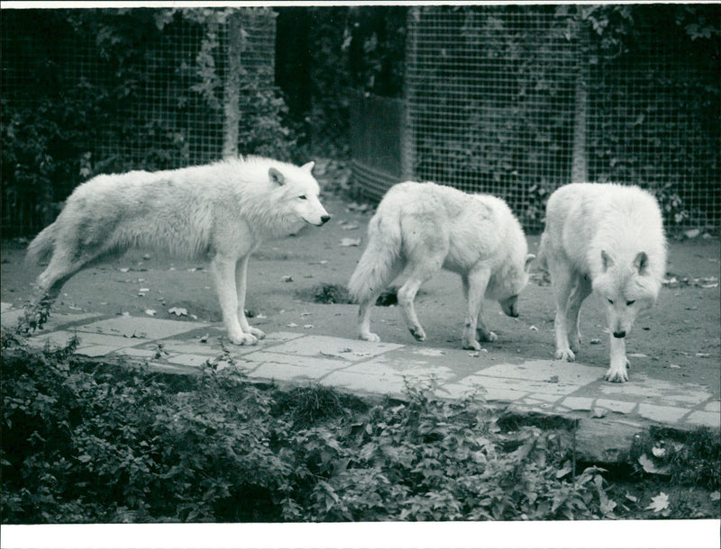 Zoo animals: wolves - Vintage Photograph