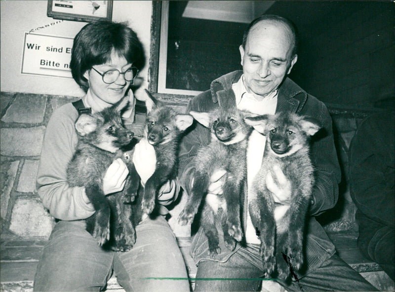 Zoo animals: wolves - Vintage Photograph