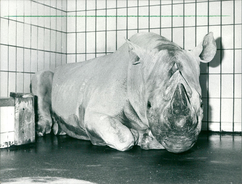 ANIMALS DASHORNER ZOO RHINO WORLDS LARGEST HERDS - Vintage Photograph
