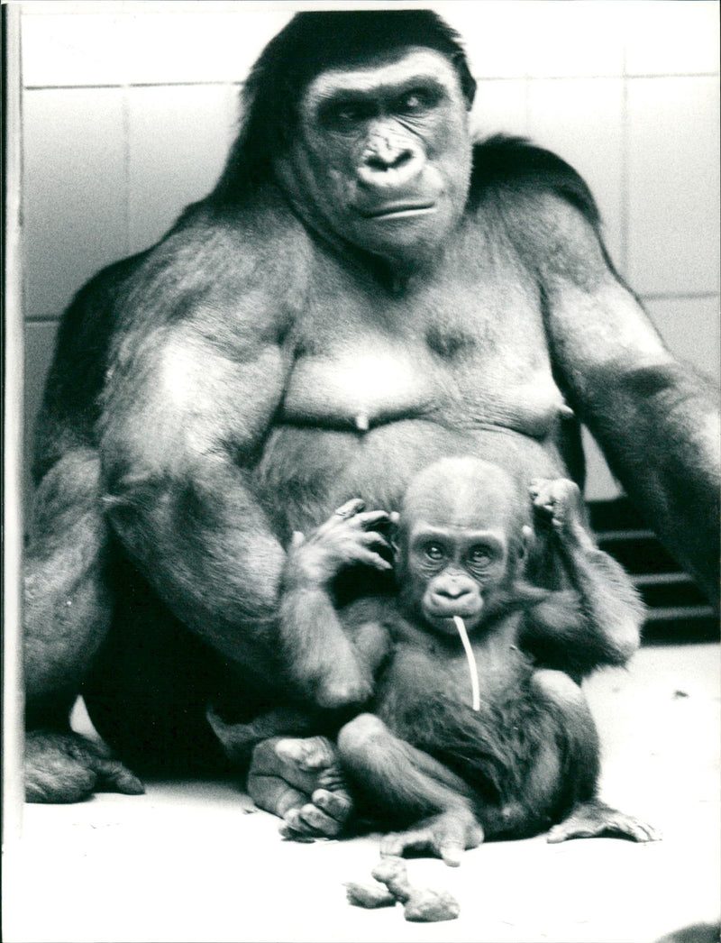 ANIMALS GORILLAS CARE FATHER BABIES GORILLA GREA - Vintage Photograph