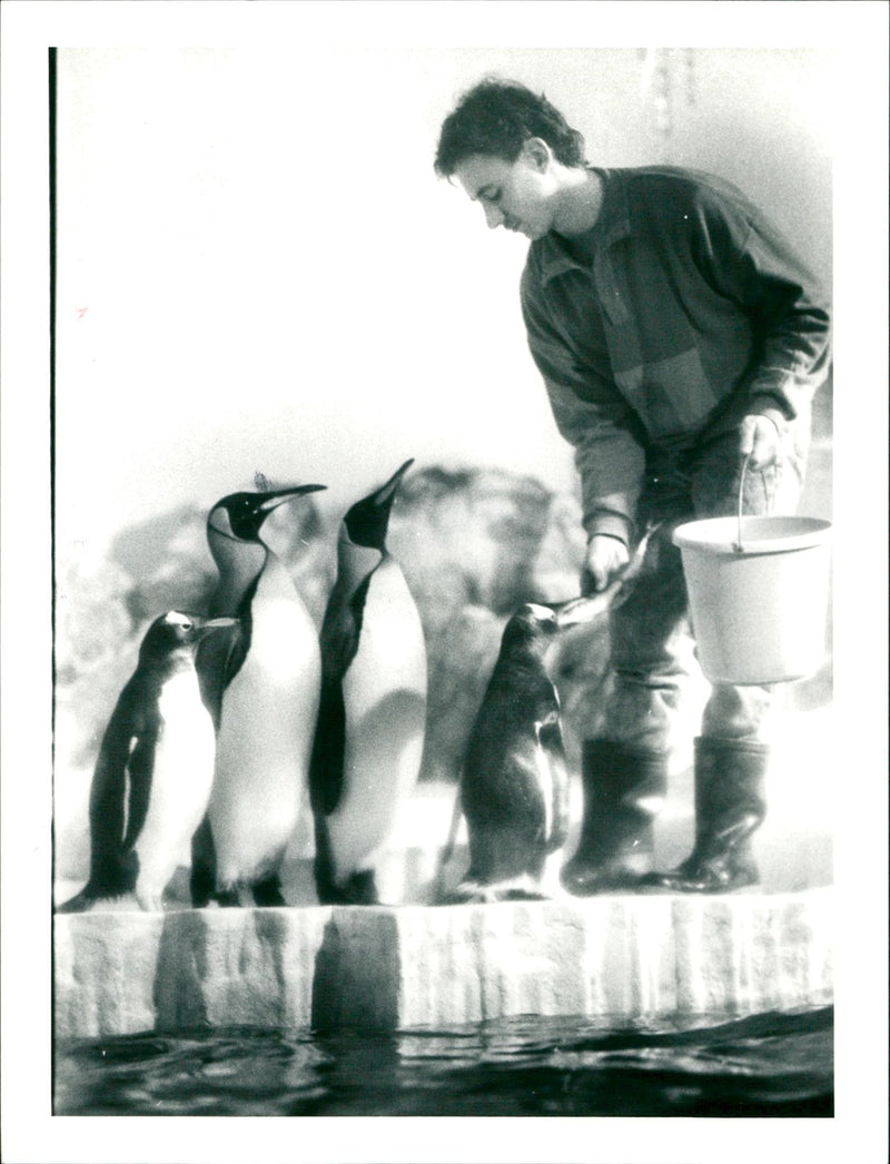 1992 ANIMAL CAREGIVER OBERWARTES SCHACHESL TIESVESGIFTUNG TIERPL - Vintage Photograph