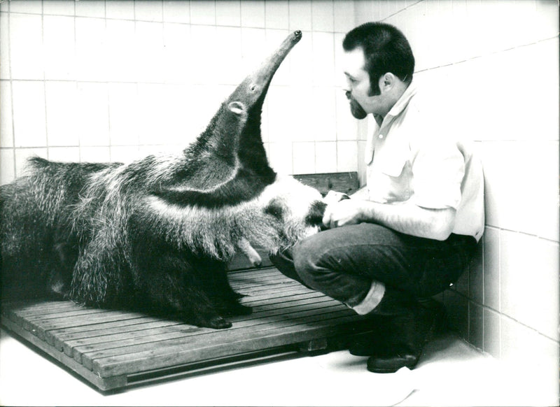 1970 ANIMAL CAREGIVER OBERWARTES SCHACHESL TIESVESGIFTUNG TIERPLLEGES KEYSTONE - Vintage Photograph