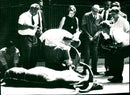 OPERATION HOOF CARE IFEN ZOO FFM STUN - Vintage Photograph