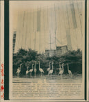 1989 BUILDING SOCIETY THEATES FLAMINGOS HAVE BECOME OASIS - Vintage Photograph