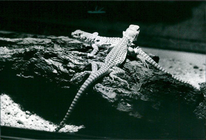 1992 ANIMALS EXOTARIUM LIZARDS IGUANA SKINKE BASIL GECHOS AGAMEN SMALL - Vintage Photograph