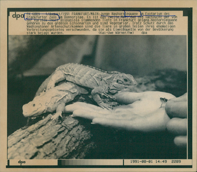 1991 ANIMALS EXOTARIUM LIZARDS IGUANA SKINKE BASIL GECHOS AGAMEN YOUNG RHI - Vintage Photograph