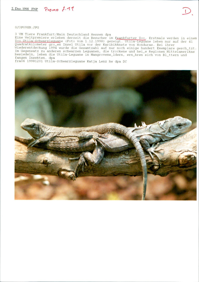 1998 ANIMALS EXOTARIUM LIZARDS SKINKE BASIL GECHOS AGAMEN UTILA IGUANAS - Vintage Photograph