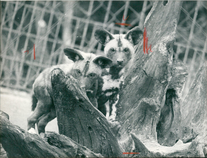PORTFOLIO TIEDE FOREST AFRICAN WILD DOGS ANIF REPLACEMENT FFM ZOO - Vintage Photograph