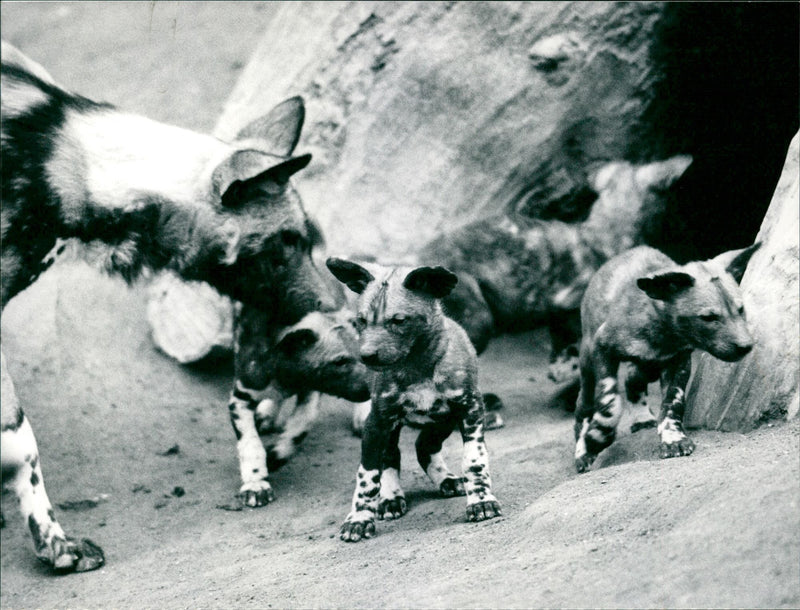 REPLACEMENT PORTFOLIO TIEDE FOREST WILD DOGS JOCHEM COHEN WITTELSBACHE - Vintage Photograph